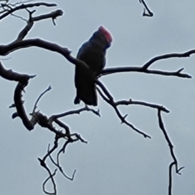 Callocephalon fimbriatum (Gang-gang Cockatoo) at Mount Mugga Mugga - 13 Mar 2022 by Mike