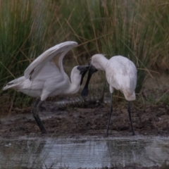 Platalea regia (Royal Spoonbill) at Fyshwick, ACT - 12 Mar 2022 by rawshorty