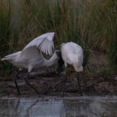 Platalea regia at Fyshwick, ACT - 13 Mar 2022