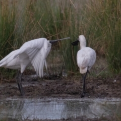 Platalea regia at Fyshwick, ACT - 13 Mar 2022