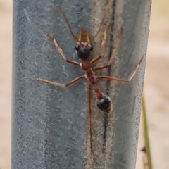 Myrmecia nigriceps (Black-headed bull ant) at Mount Mugga Mugga - 13 Mar 2022 by Mike