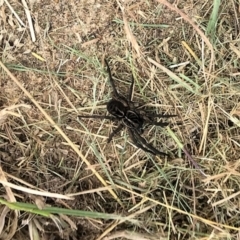 Tasmanicosa sp. (genus) (Unidentified Tasmanicosa wolf spider) at Urila, NSW - 13 Mar 2022 by Milobear