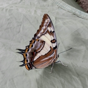 Charaxes sempronius at Jugiong, NSW - 12 Mar 2022