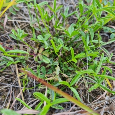 Cullen tenax (Tough Scurf-Pea) at Mawson Ponds - 13 Mar 2022 by Mike