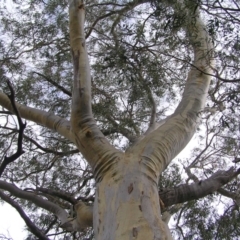 Eucalyptus rossii (Inland Scribbly Gum) at Stromlo, ACT - 12 Mar 2022 by MatthewFrawley