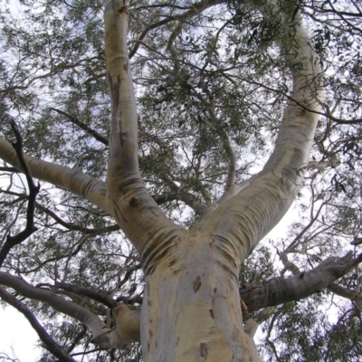 Eucalyptus rossii (Inland Scribbly Gum) at Stromlo, ACT - 13 Mar 2022 by MatthewFrawley