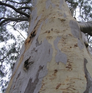 Eucalyptus rossii at Bluetts Block (402, 403, 12, 11) - 13 Mar 2022 10:45 AM