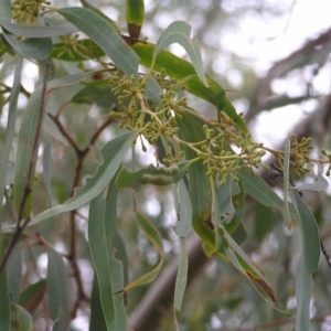 Eucalyptus rossii at Bluetts Block (402, 403, 12, 11) - 13 Mar 2022 10:45 AM