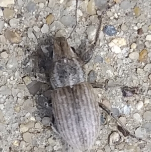 Naupactus leucoloma at Gungahlin, ACT - 13 Mar 2022