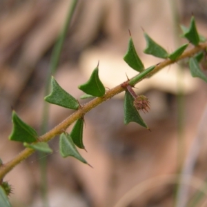 Acacia gunnii at Stromlo, ACT - 13 Mar 2022