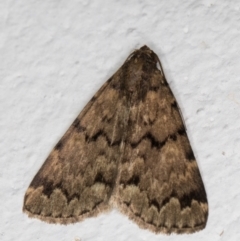 Mormoscopa phricozona (A Herminiid Moth) at Melba, ACT - 12 Jan 2022 by kasiaaus