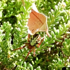 Phonognatha graeffei (Leaf Curling Spider) at Crooked Corner, NSW - 13 Mar 2022 by Milly