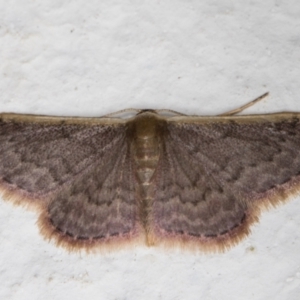 Idaea inversata at Melba, ACT - 13 Jan 2022 12:54 AM