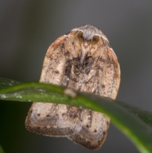 Tortricopsis pyroptis at Melba, ACT - 13 Jan 2022