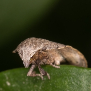 Tortricopsis pyroptis at Melba, ACT - 13 Jan 2022