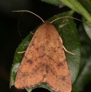 Australothis rubrescens at Melba, ACT - 13 Jan 2022