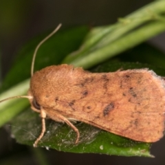 Australothis rubrescens at Melba, ACT - 13 Jan 2022