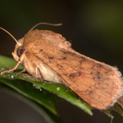 Australothis rubrescens at Melba, ACT - 13 Jan 2022 01:02 AM