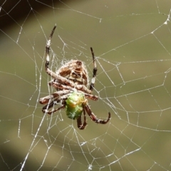 Socca pustulosa at Crooked Corner, NSW - 13 Mar 2022