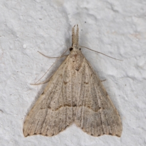 Trigonistis asthenopa at Melba, ACT - 13 Jan 2022