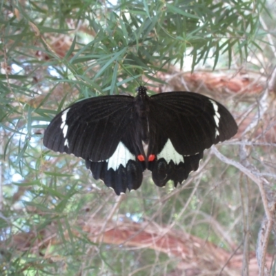 Papilio aegeus (Orchard Swallowtail, Large Citrus Butterfly) at Hawker, ACT - 12 Mar 2022 by sangio7