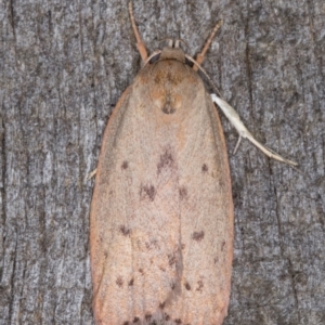 Heliocausta undescribed species at Melba, ACT - 14 Jan 2022