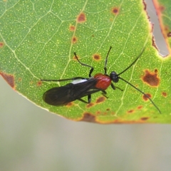 Braconidae (family) (Unidentified braconid wasp) at Stromlo, ACT - 12 Mar 2022 by MatthewFrawley