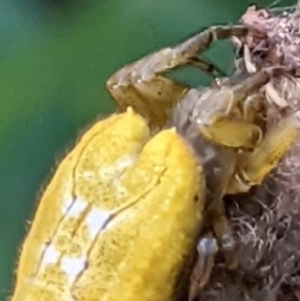 Arachnura higginsi at Watson, ACT - 13 Mar 2022