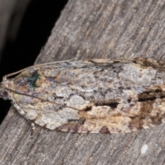 Thrincophora inconcisana (A Tortricid moth) at Melba, ACT - 14 Jan 2022 by kasiaaus