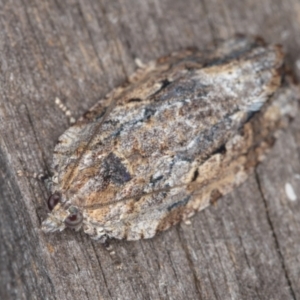 Thrincophora inconcisana at Melba, ACT - 14 Jan 2022