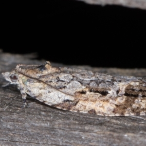 Thrincophora inconcisana at Melba, ACT - 14 Jan 2022