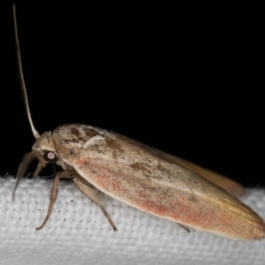 Ptyoptila matutinella at Melba, ACT - 14 Jan 2022 01:05 AM