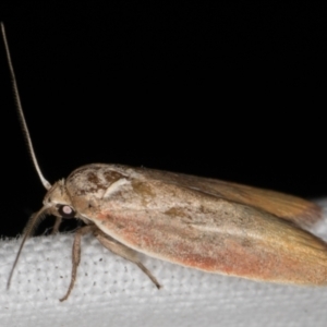 Ptyoptila matutinella at Melba, ACT - 14 Jan 2022 01:05 AM