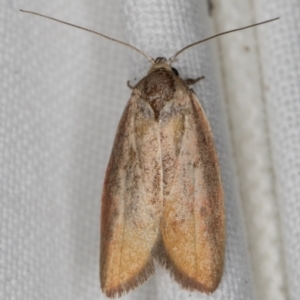 Ptyoptila matutinella at Melba, ACT - 14 Jan 2022 01:05 AM