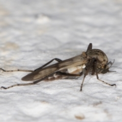 Ceratopogonidae (family) (Biting Midge) at Melba, ACT - 14 Jan 2022 by kasiaaus