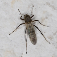 Ceratopogonidae (family) at Melba, ACT - 14 Jan 2022