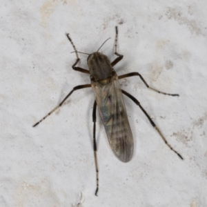 Ceratopogonidae (family) at Melba, ACT - 14 Jan 2022