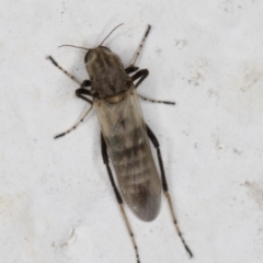 Ceratopogonidae (family) at Melba, ACT - 14 Jan 2022