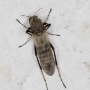 Ceratopogonidae (family) at Melba, ACT - 14 Jan 2022