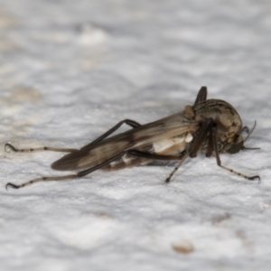 Ceratopogonidae (family) at Melba, ACT - 14 Jan 2022