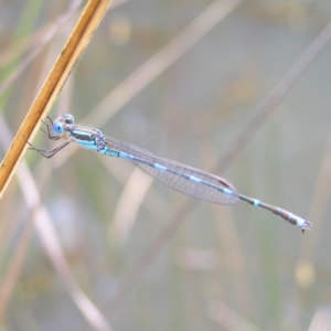 Austrolestes leda at Stromlo, ACT - 13 Mar 2022 11:37 AM