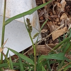 Echinochloa crus-galli at Watson, ACT - 13 Mar 2022