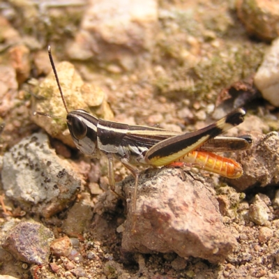 Macrotona australis (Common Macrotona Grasshopper) at Molonglo Valley, ACT - 13 Mar 2022 by MatthewFrawley