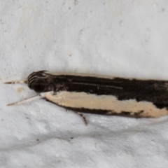 Ardozyga mesochra and similar species at Melba, ACT - 14 Jan 2022