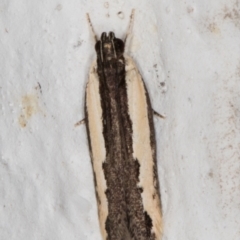 Ardozyga mesochra and similar species at Melba, ACT - 14 Jan 2022