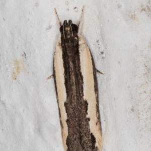 Ardozyga mesochra and similar species at Melba, ACT - 14 Jan 2022