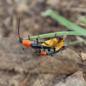 Chauliognathus tricolor at Bonython, ACT - 13 Mar 2022