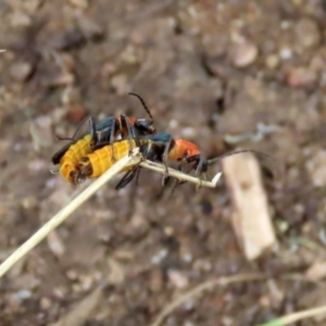 Chauliognathus tricolor at Bonython, ACT - 13 Mar 2022