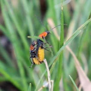 Chauliognathus tricolor at Bonython, ACT - 13 Mar 2022