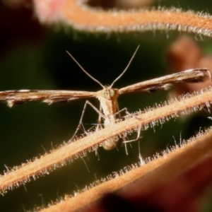 Sphenarches anisodactylus at Macarthur, ACT - 13 Mar 2022